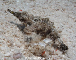 Sea Moth - I LOVE these! by Victoria Mackenzie 